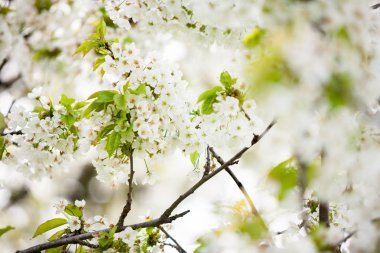 Güzel ağaç çiçek çiçek