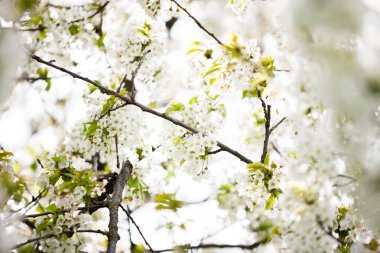 Baharda açan ağaç çiçek