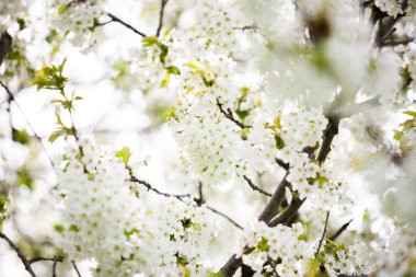 Baharda açan ağaç