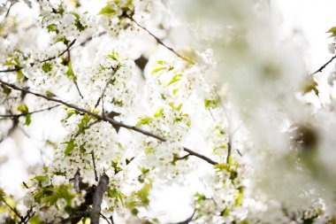 Ağaç dallarının çiçek