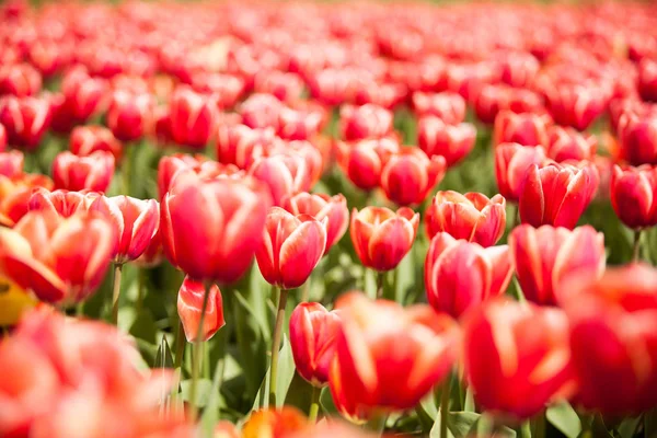 Rote schöne Blumen auf dem Feld — Stockfoto