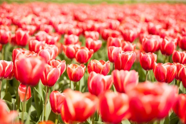 Rote schöne Blumen auf dem Feld — Stockfoto
