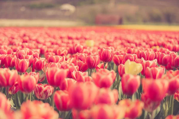 Rote prachtvolle Blumen auf dem Feld — Stockfoto