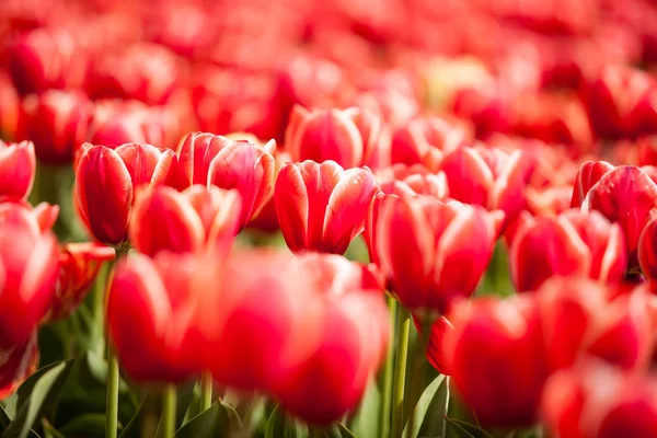 Rote prachtvolle Blumen auf dem Feld — Stockfoto