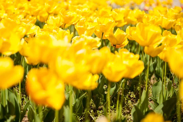 Gorgoeus fleurs jaunes dans le champ — Photo