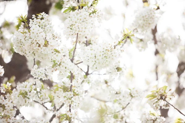 Tree flowers blossoming in spring — Stock Photo, Image