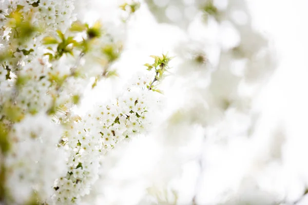 Цветущие деревья в теплый весенний день — стоковое фото