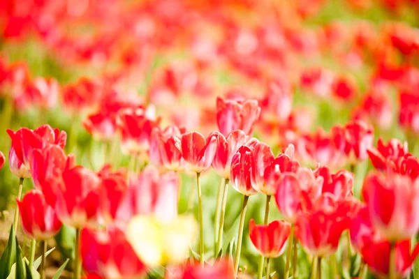 Beautifu redl Blumen auf dem Feld — Stockfoto