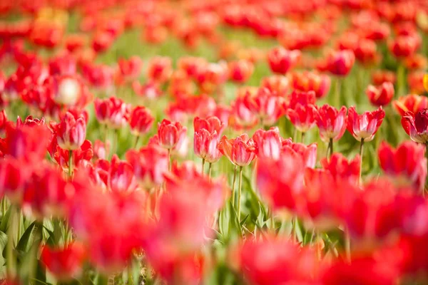 Beautifu redl Blumen auf dem Feld — Stockfoto