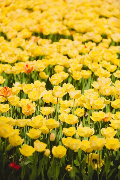 Yellow tulips in the field — Stock Photo, Image