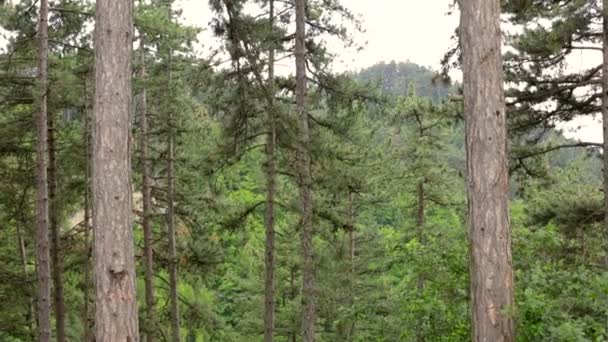 Panning up vista di due alberi in montagna — Video Stock