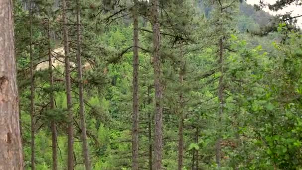 Überquerung zweier Bäume in den Bergen — Stockvideo