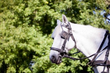 Doğada muhteşem beyaz at