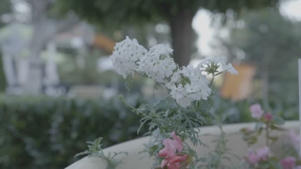 Movimiento lento de hermosas flores blancas en el viento — Vídeos de Stock