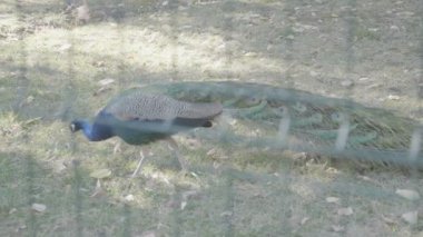 Hayvanat bahçesinde Gorgoeus güzel tavus kuşu