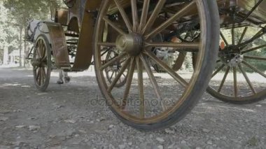 Bir at tarafından çizilmiş retro vintage taşıma