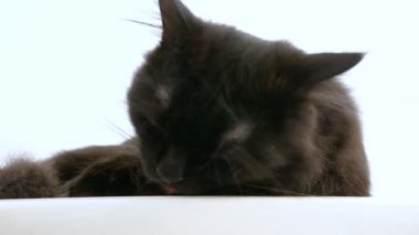 Onun pençe yalama çok güzel büyük siyah maine coon kedi