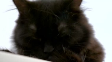 Onun pençe yalama çok güzel büyük siyah maine coon kedi