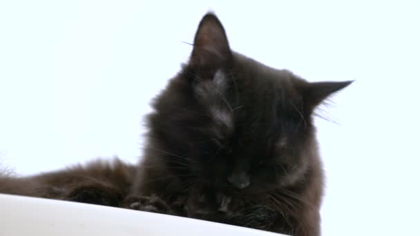 Αξιολάτρευτο μεγάλο μαύρο maine coon γάτα γλείφοντας το πόδι του — Αρχείο Βίντεο