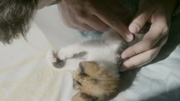 Vousatý chlap bokovky hraje na posteli s jeho červené roztomilé koťátko — Stock video