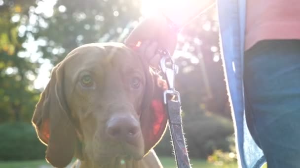 Gelukkige familie spelen met hun hond in het park — Stockvideo
