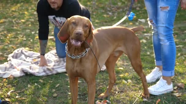 Familia de tres en el parque jugando con su perro — Vídeos de Stock