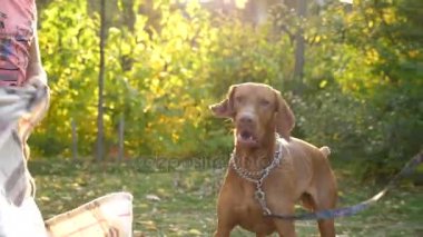 Ağır çekim bir parkta oynarken komik köpek