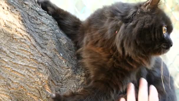 Bir ağaç üzerinde büyük sevimli siyah maine coon kedi — Stok video