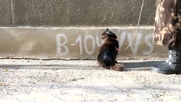 黑色缅因州浣熊猫在外面的执法 — 图库视频影像