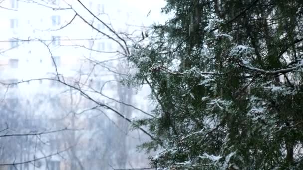 Sneeuwt en rainning op hetzelfde moment — Stockvideo