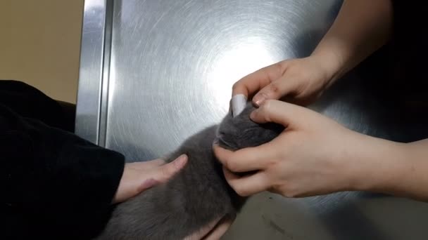 Beau chaton écossais pliant au vétérinaire — Video