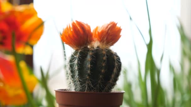 Imágenes de mano de cactus pequeños — Vídeos de Stock