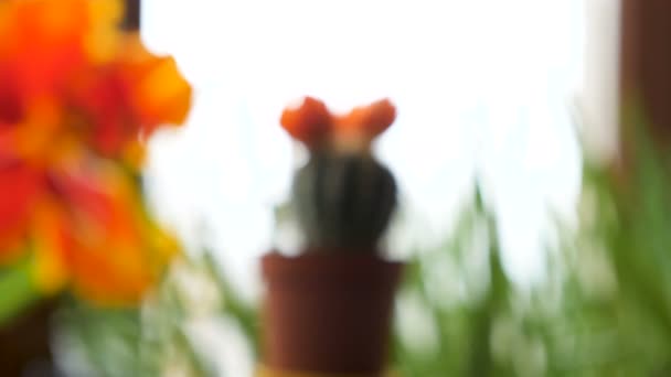 Ampliar en cactus pequeños con una flor en la parte superior — Vídeos de Stock