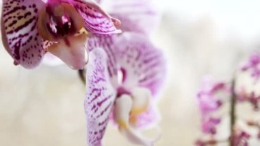 Bir pencere üzerinde pembe orkide çiçek