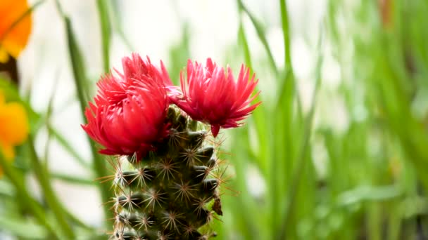 Hermoso pequeño cactus con una flor encima de él — Vídeos de Stock