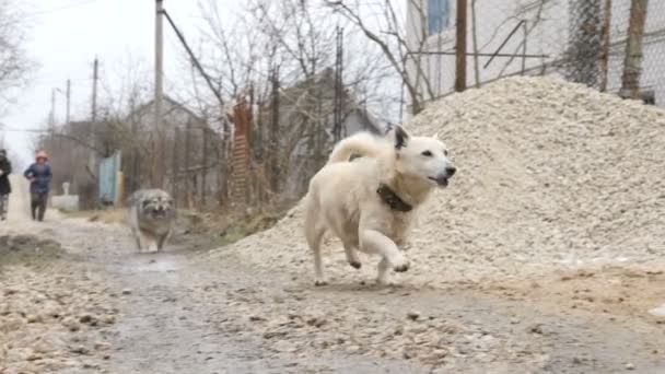 Deux chiens errants marchent dans la boue — Video