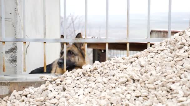 Grote Duitse sheperd achter de hekken kijken naar de camera — Stockvideo