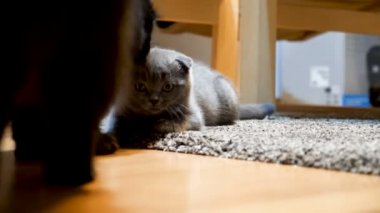 Scottish fold bakımlı tarafından büyük bir siyah maine coon yavru kedi getts