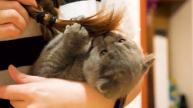 Scottish fold sahibi saçları ile yavru kedi oyunları