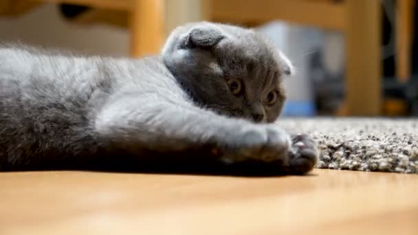 Adorable escocés pliegue gatito jugando con un balón — Vídeo de stock