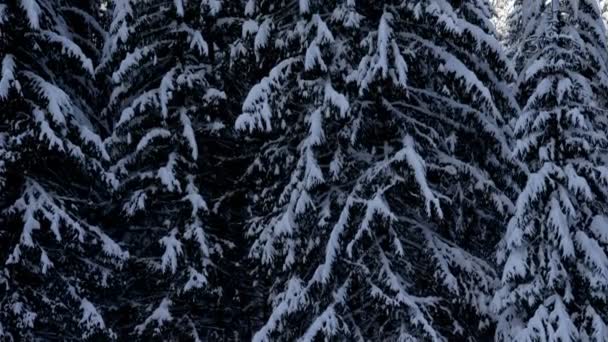 Schwenk auf schneebedeckten Kiefern — Stockvideo