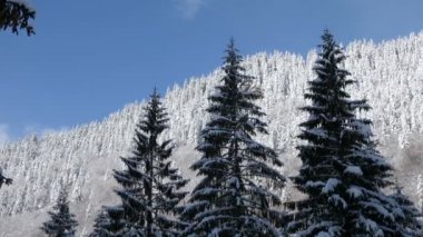 Çam ağaçları ile güzel kış manzarası