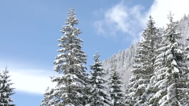 Wunderschöne Landschaft aus Kiefern in den Bergen — Stockvideo