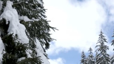 Bir Çam ağacından nehre kış dağlarda aşağı kaydırma