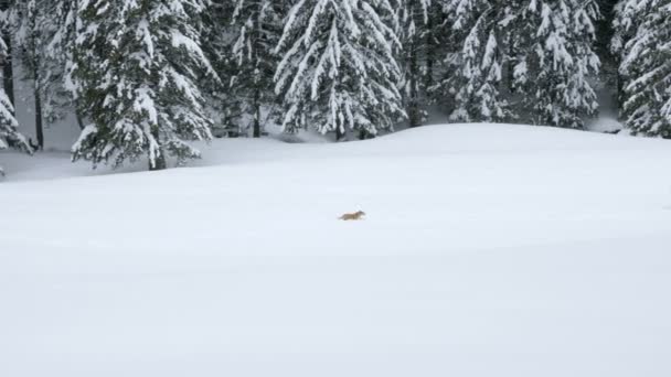 Σκύλος τρέχει στο χιόνι στα βουνά του χειμώνα — Αρχείο Βίντεο