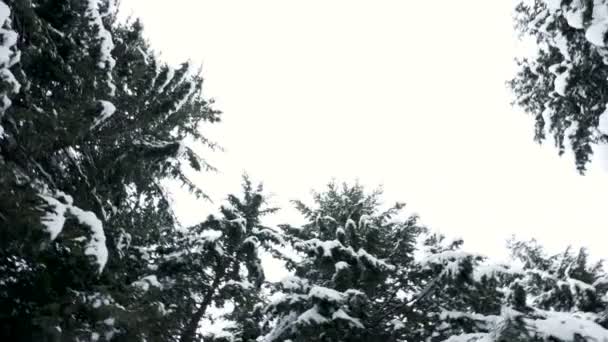 Spining attraverso pini coperti di neve — Video Stock