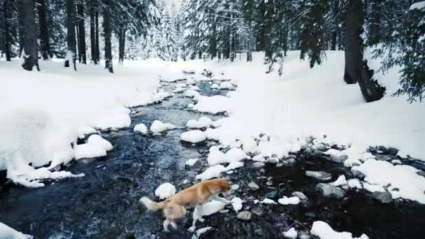 Собака гуляет по скалам в горной реке — стоковое видео