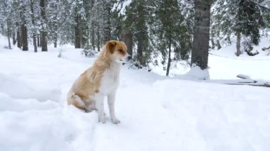 Kışın karda oynayan köpek