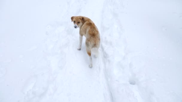Σκύλος παίζει στο χιόνι — Αρχείο Βίντεο