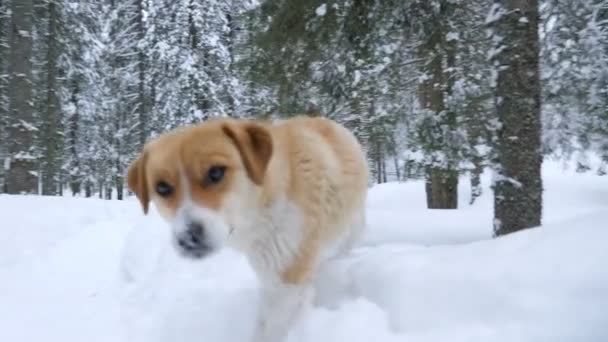 Hund promenader genom kameran — Stockvideo